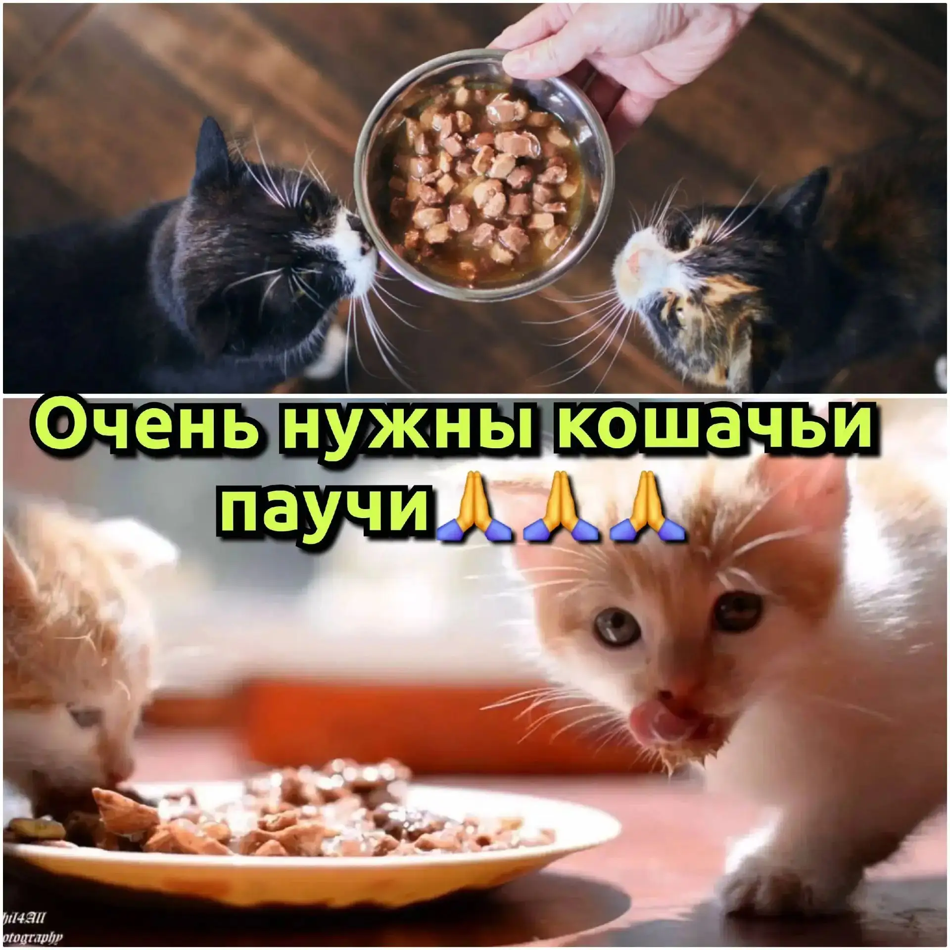 Друзья-киперы, животным на лечении очень-очень-очень нужны паучи PerfectFit / Purina On...