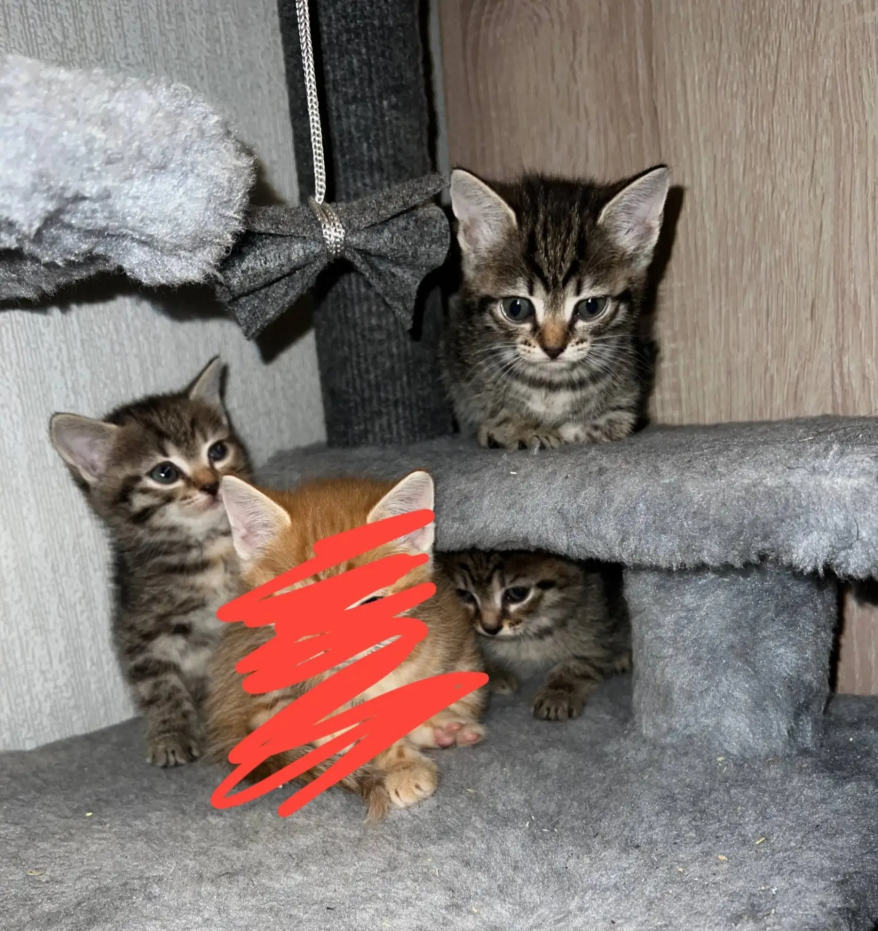 кому нужны котята