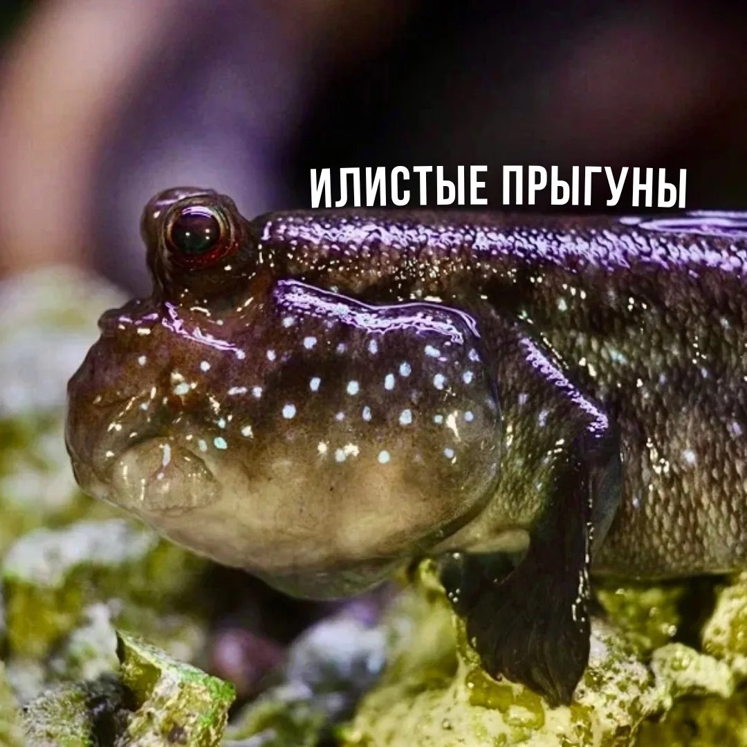 Пока другие рыбы плавают, илистый прыгун покоряет мангровые леса💪🌴 Этот житель тропиков западной А
