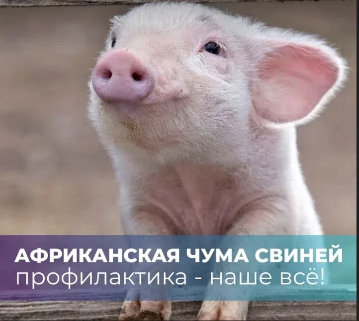 Африканская чума свиней (АЧС) — особо опасная вирусная болезнь, которая поражает домашн...