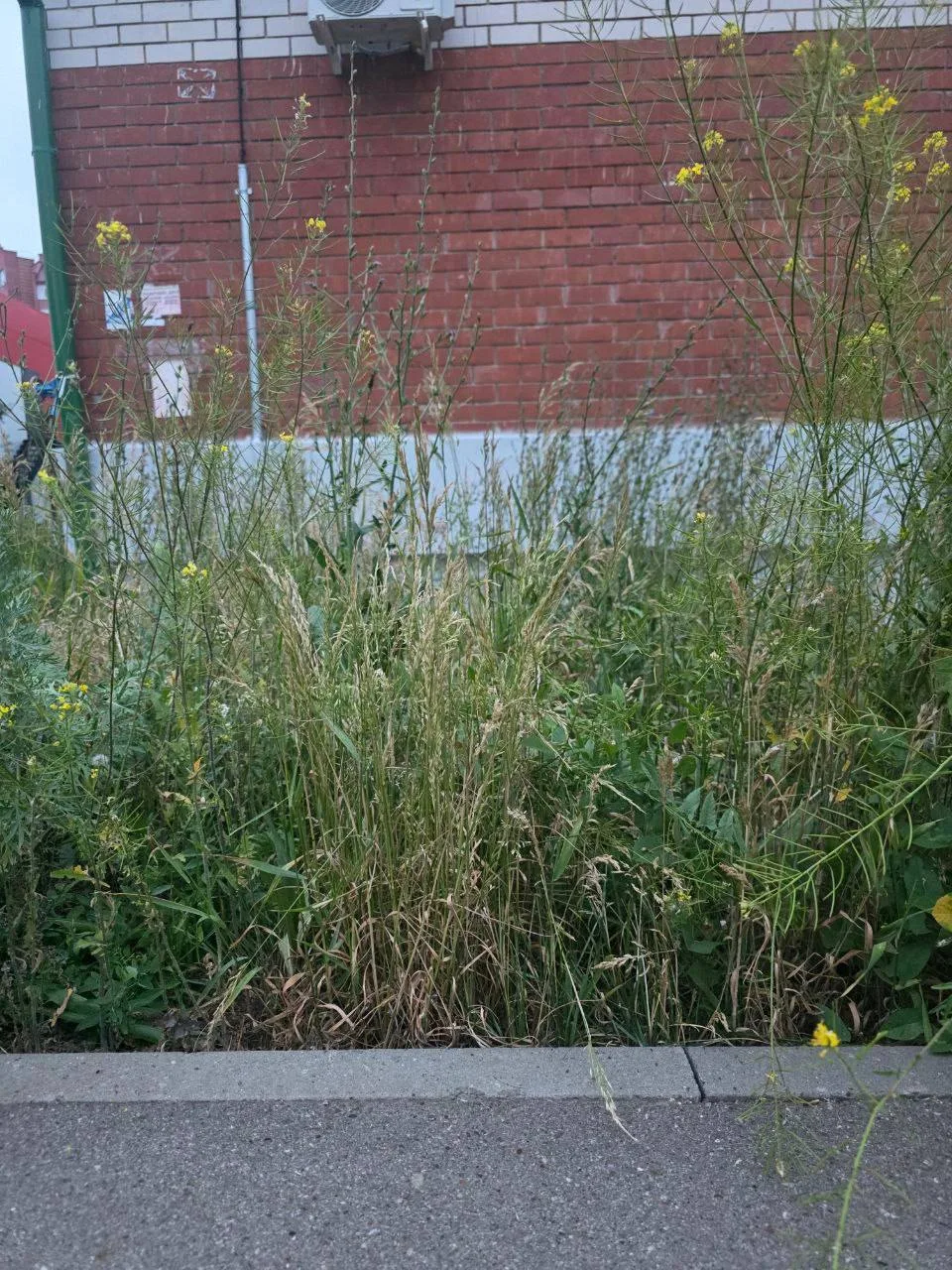 Все придомовые территори, все газоны города в антисанитарном виде. Вчера ребенок 5 лет ...