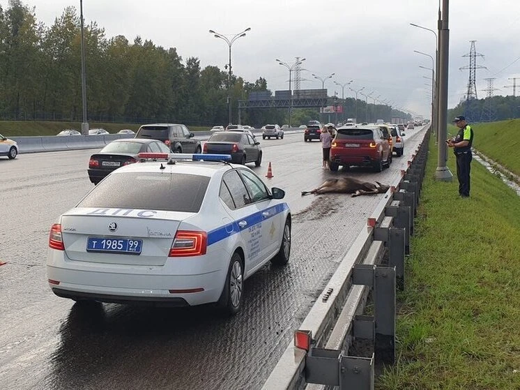 Насмерть сбили лося в Новой Москве.