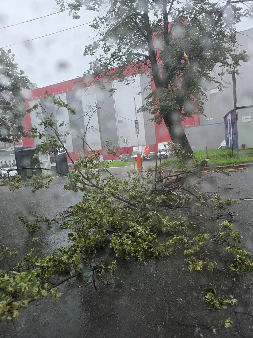 На Екатерининской улице дерево перегородило дорогу
