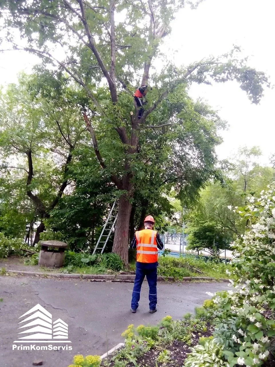 🌳 Специалисты ПримКомСервис на постоянной основе проводят осмотры зеленых насаждений на придомовых 