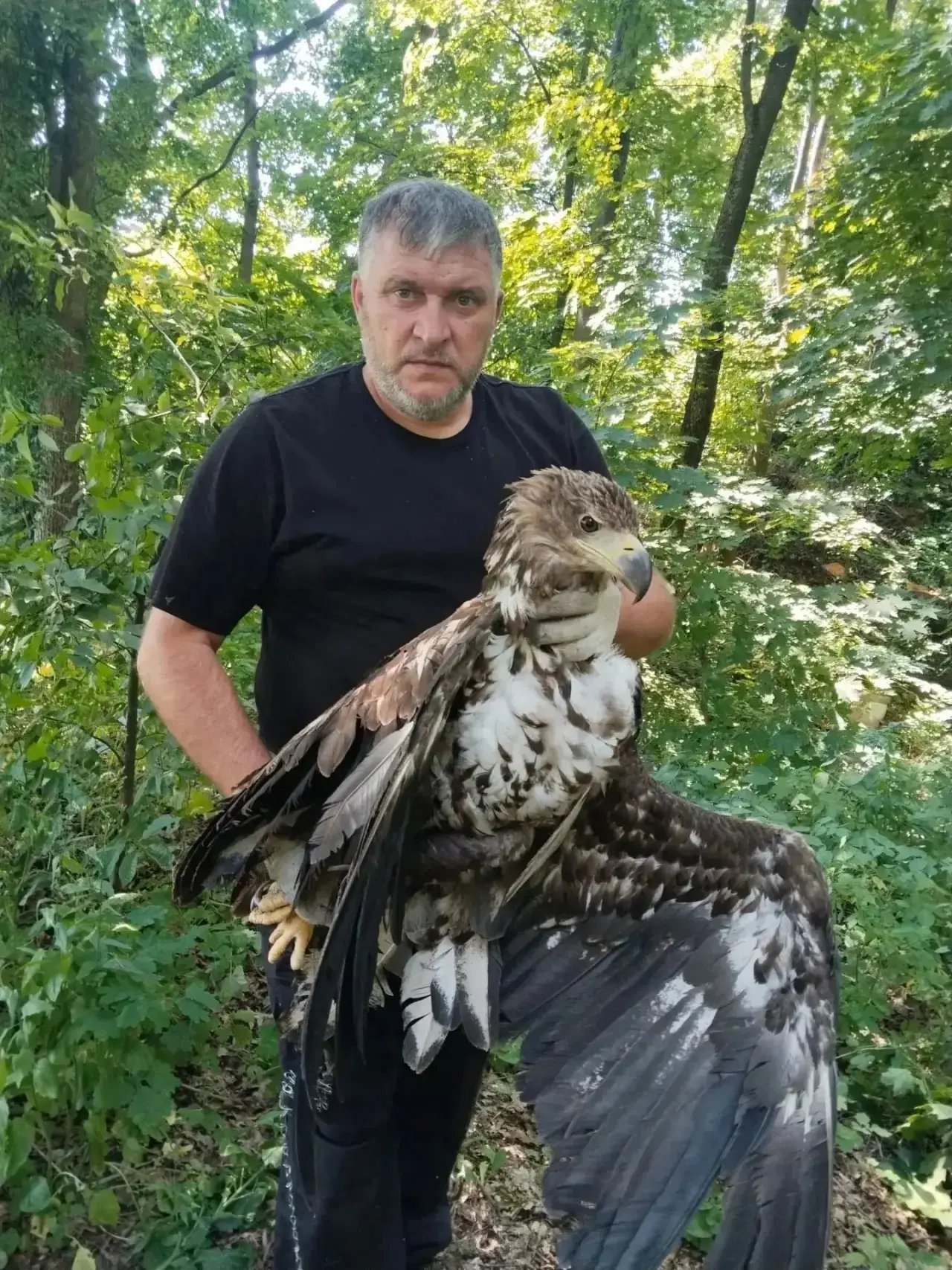 🦅В Ивнянском округе освободили орлана-белохвоста