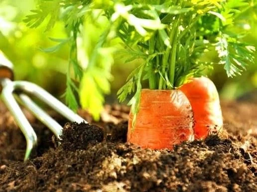 Морковные секреты в копилку садовода 🥕

Чтобы вырастить ровную, сладкую и здоровую морковь, соблюда