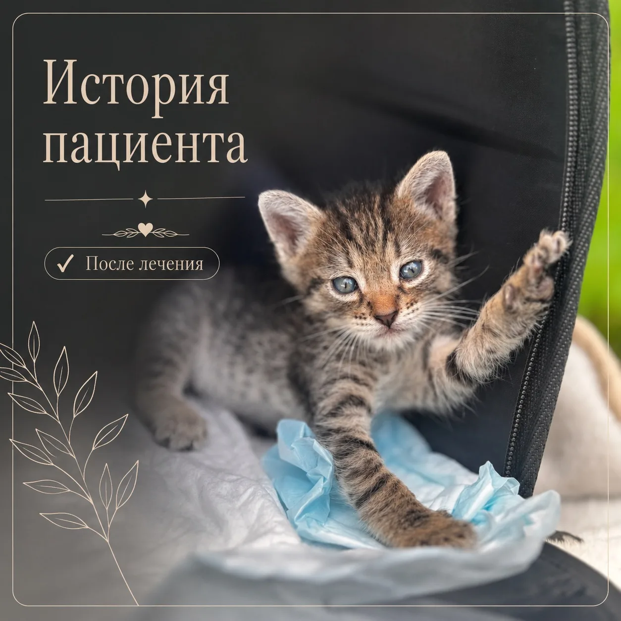 Взяли котёнка с улицы, а у него гноятся глаза?🐱