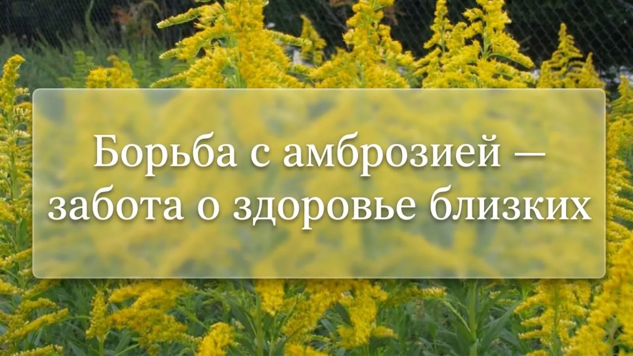 Борьба с амброзией — забота о здоровье близких 🌿⚠️