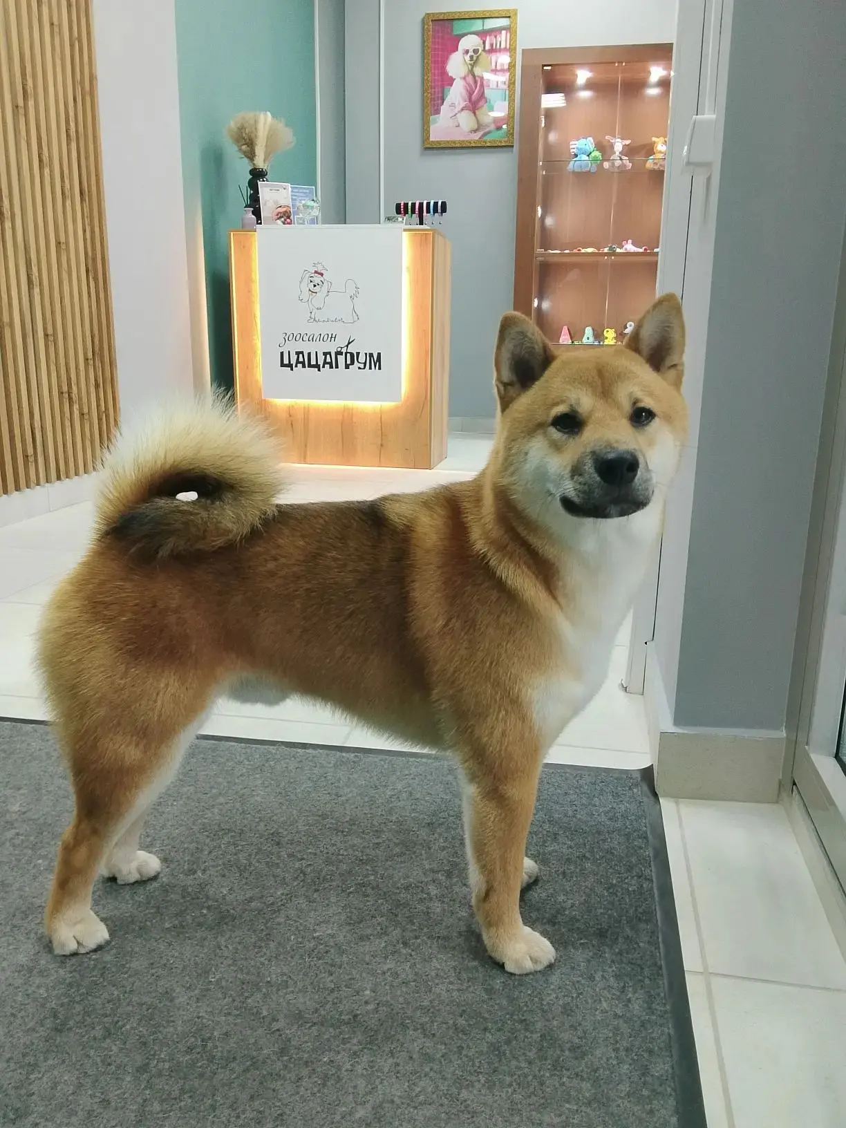 🐶 Когда ваш хвостик готов покорять мир! 🌟