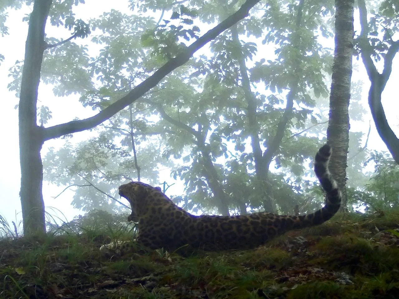 Шикарный и забавный самец Leo 239M 🐆  Продолжаем знакомиться с «Леопардами дружбы», на этот раз это 