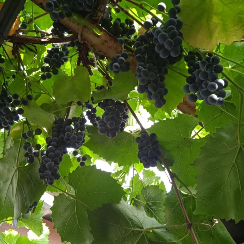 Продам виноград Изабелла. Все вопросы в ЛС.