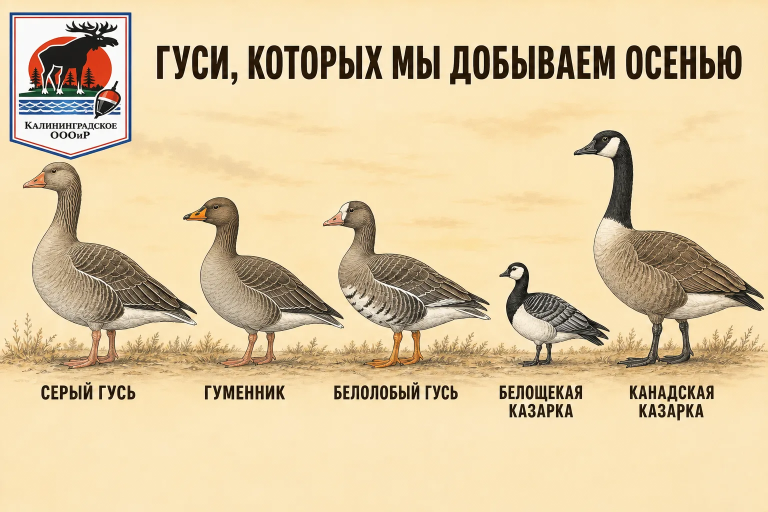 ГУСИ, КОТОРЫХ МЫ ДОБЫВАЕМ ОСЕНЬЮ
