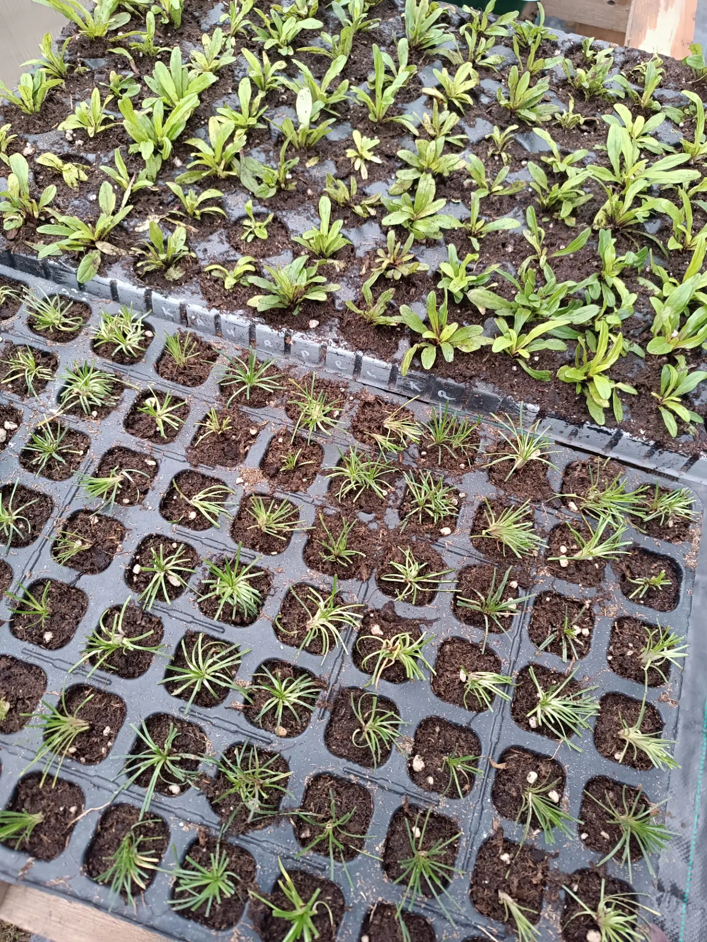 Всем доброго вечера! 🌱