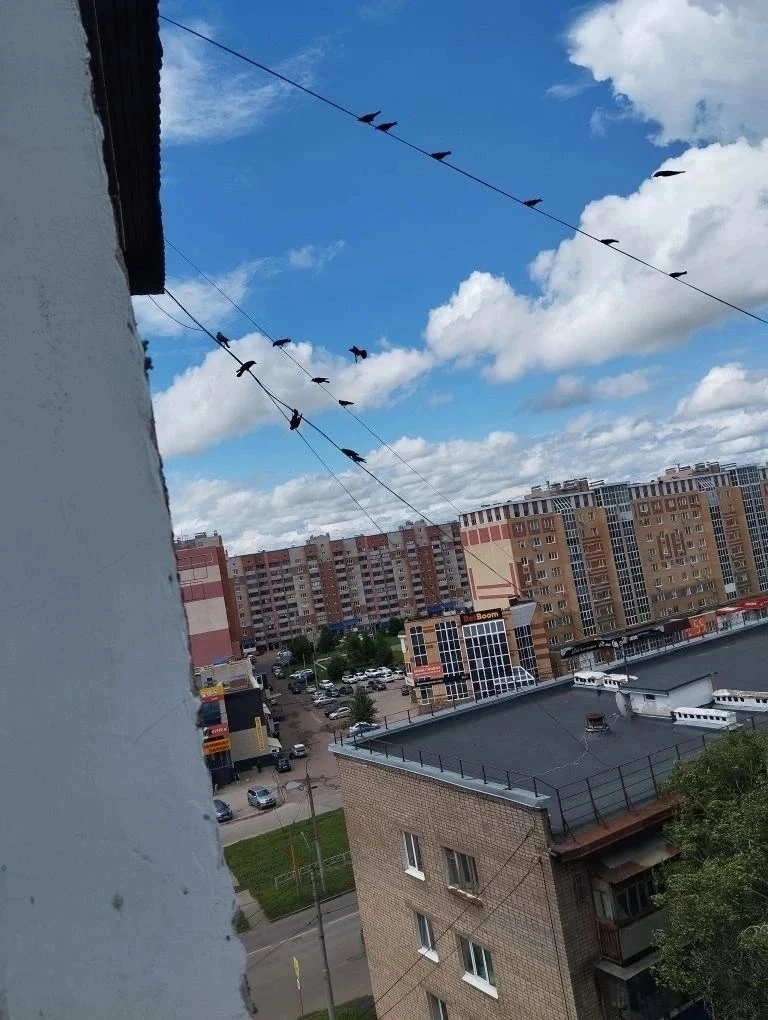 (от подписчика)
Птичка зацепилась лапкой и запуталась в проводах. 

📣Подписаться в Макс. 
💬Подписа