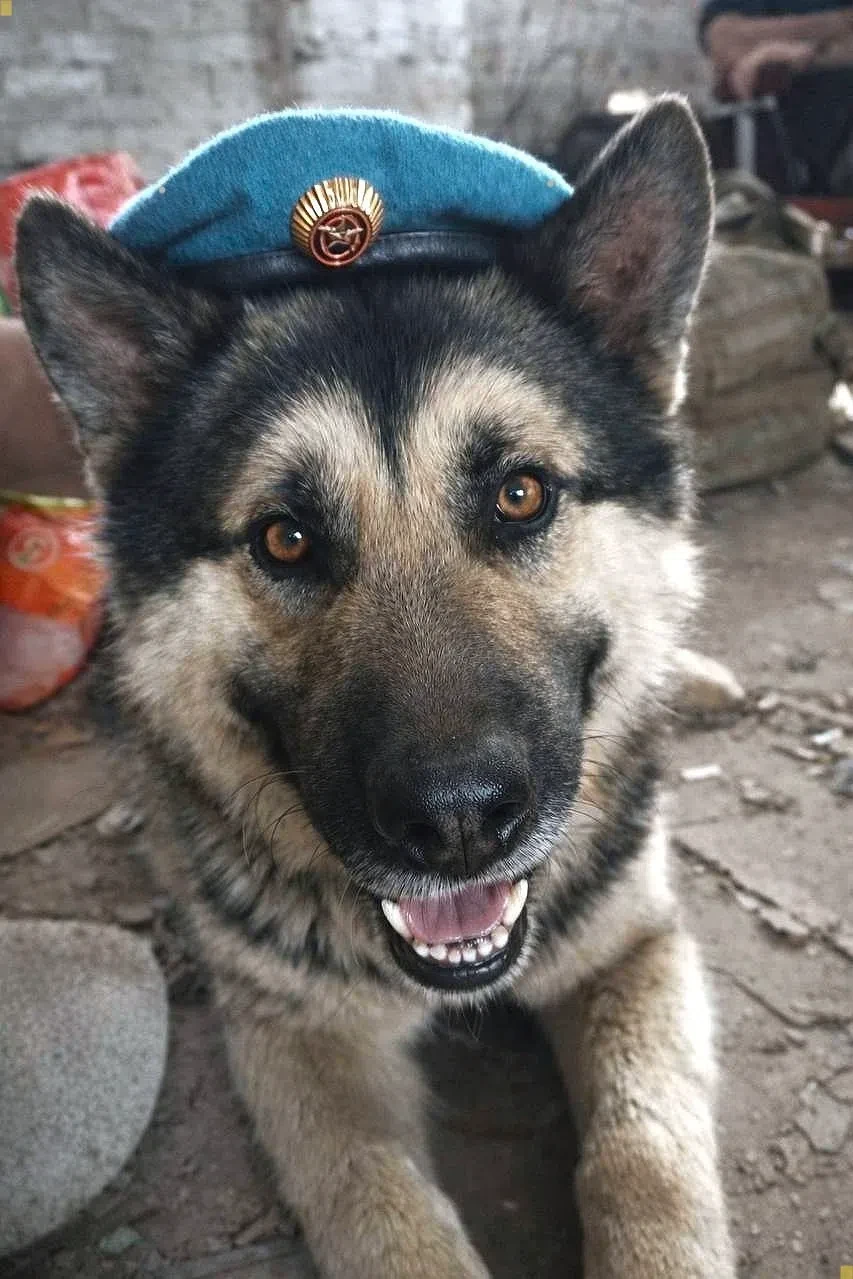 Наша улыбчивая боевая единица при полном параде 😄 Голубой берет, кокарда — всё по форме.