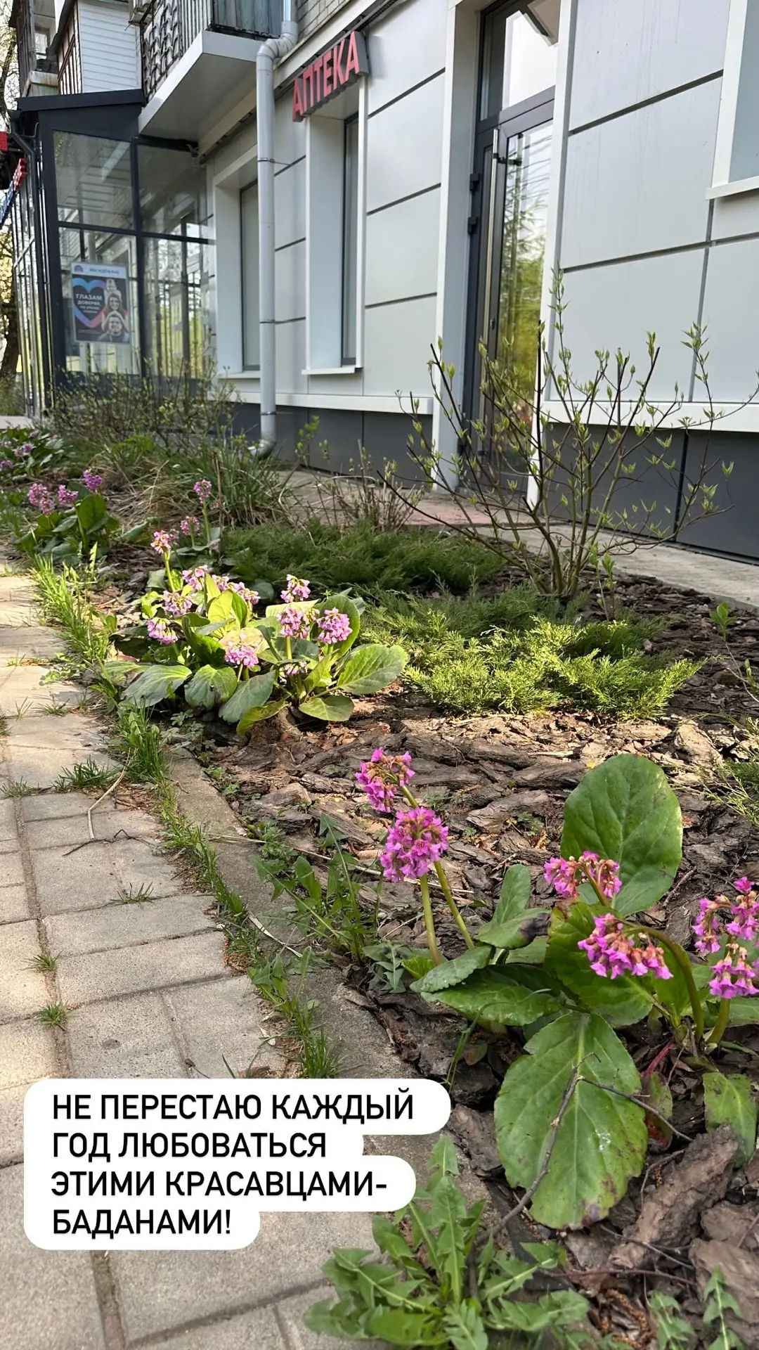 🌸Обожаю этих красавчиков! Особенно весной!