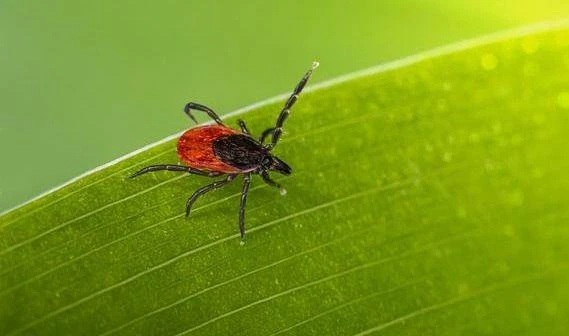 Клещи воспользовались последними тёплыми днями сентября 🕷