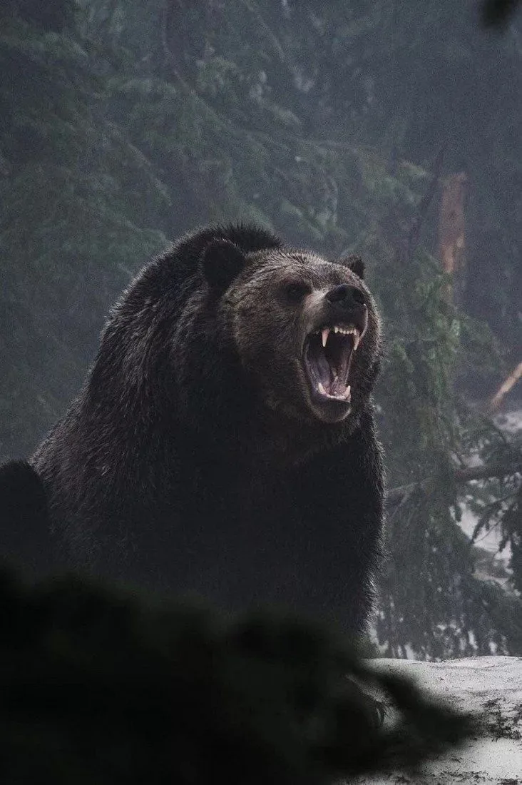 👮🏻‍♂️🐻 В МВД опровергли бездействие полиции при убийстве туристки медведем на Алтае