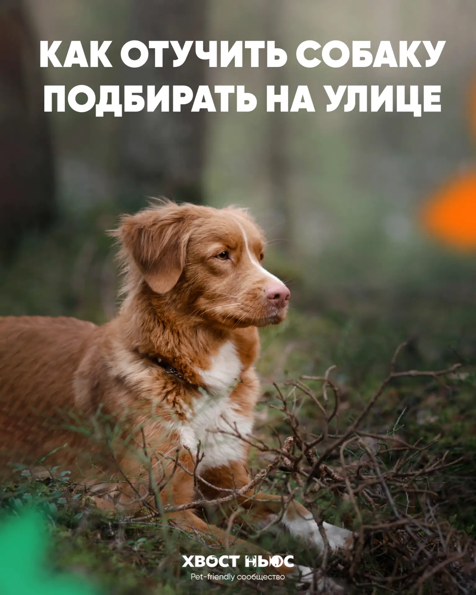 Собака подбирает всё подряд на прогулке?

Такая привычка может быть не только неприятной, но и опасн