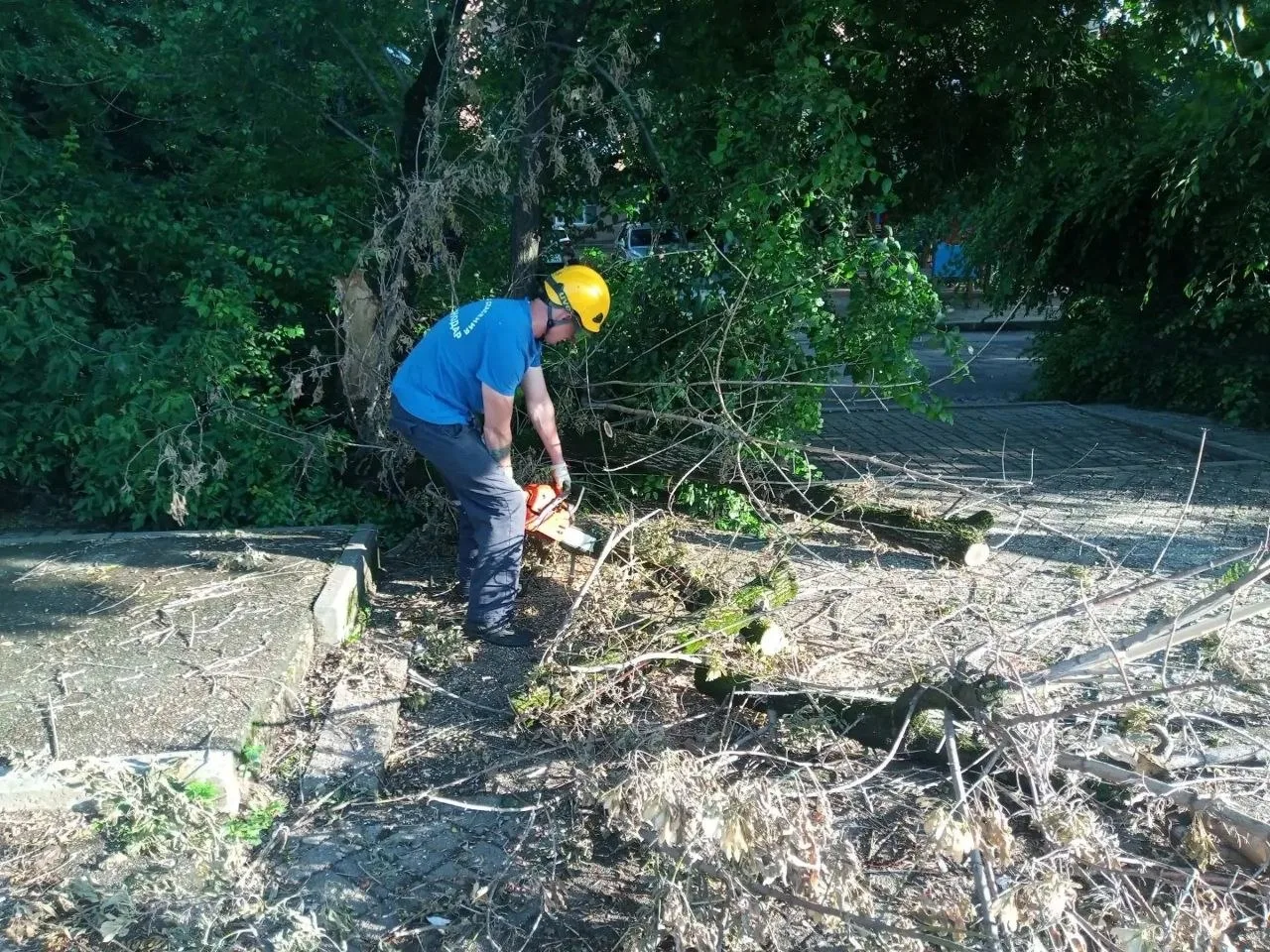 На улице Офицерской на пешеходную дорожку упало дерево