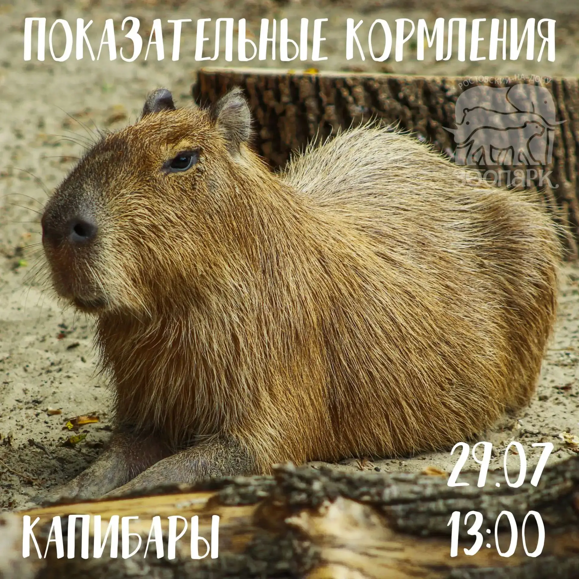 😍 Капибара — это не просто грызун, это самый крупный грызун в мире.
Её научное имя Hydrochoerus пер