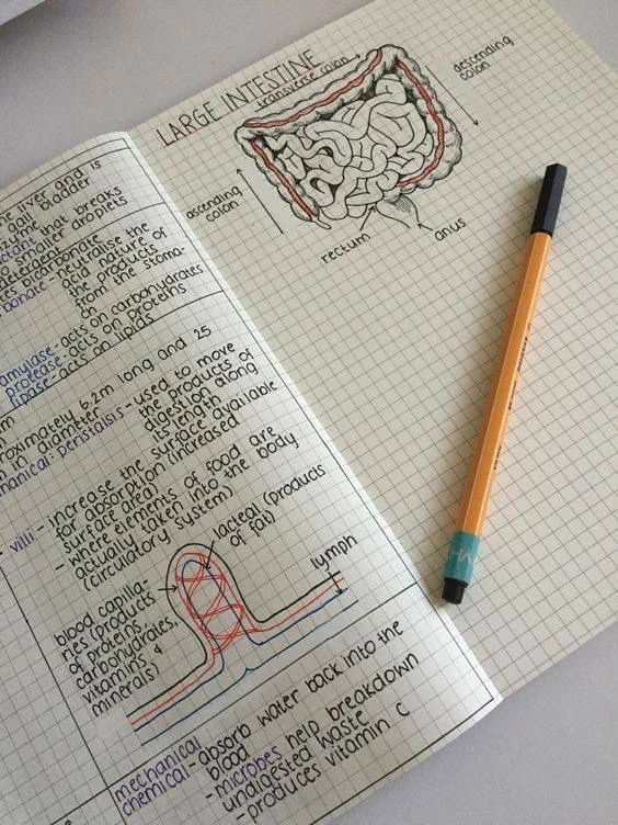 😨 Почему мы иногда прикусываем щёку или язык? Обычно этого не происходит, потому что мозг и жеватель