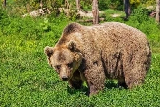 Медведей заметили в районе Берёзовского.