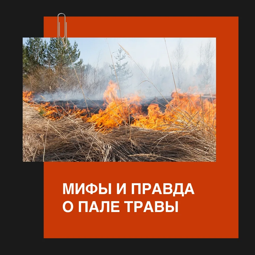Выжигание травы не поможет расти новой зелени лучше – огонь только уничтожит семена и п...