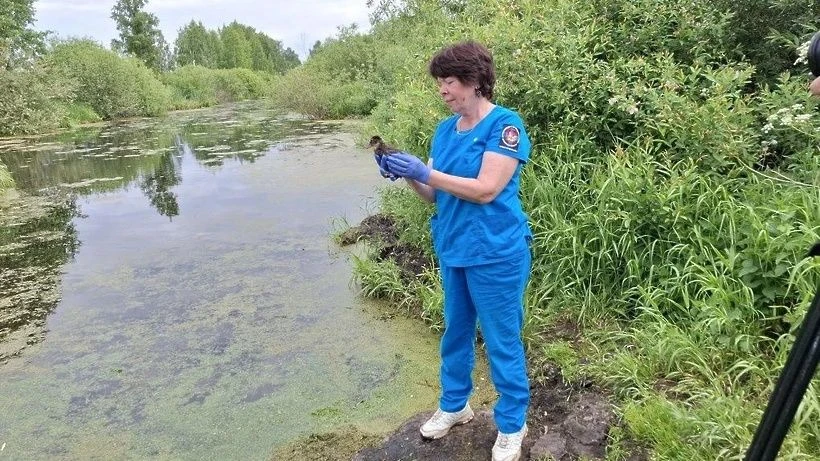 В Дмитровском округе выпустили на волю месячных утят, выращенных в инкубаторе