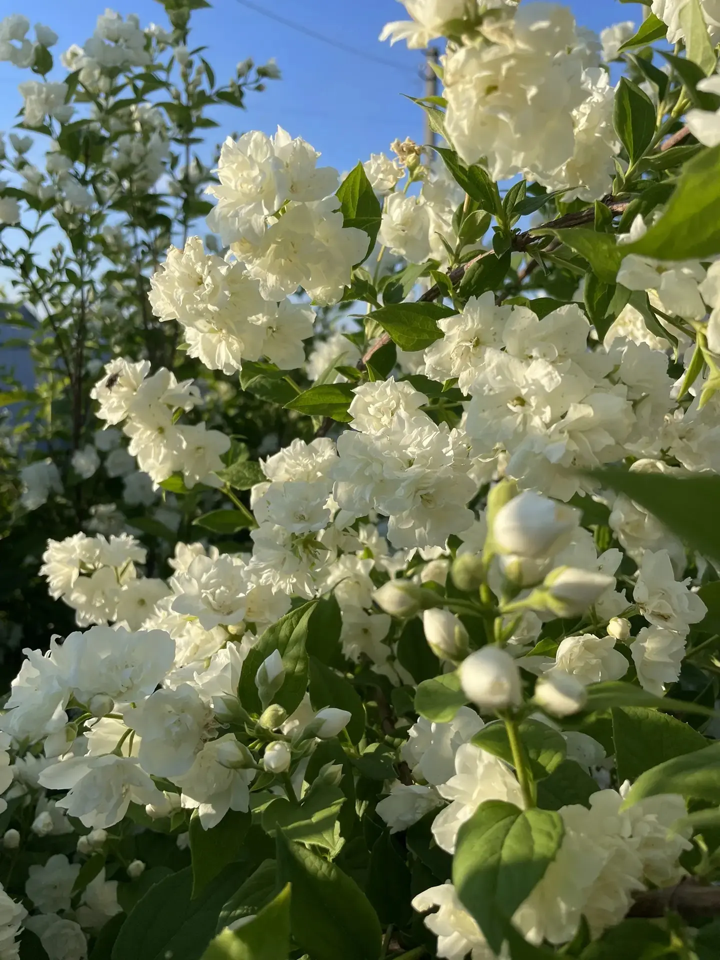 Доброе утро, жители Подлесновского МО! ☀️

🗓Сегодня 21 июня 2026 года, воскресенье.

❓Какой праздни