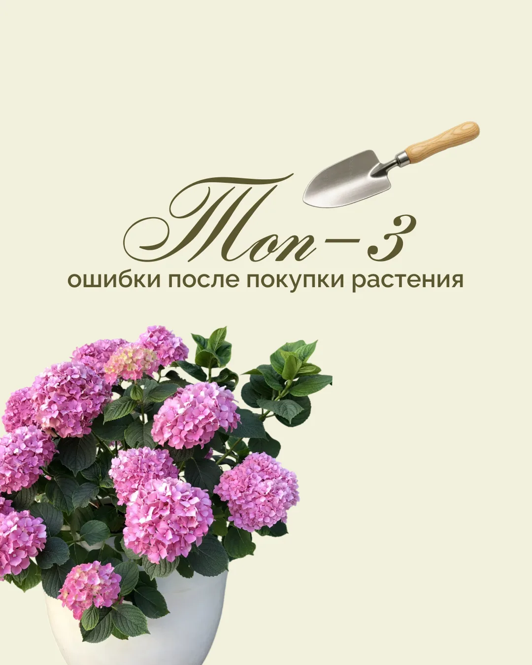 🌿 Топ-3 ошибки после покупки нового растения