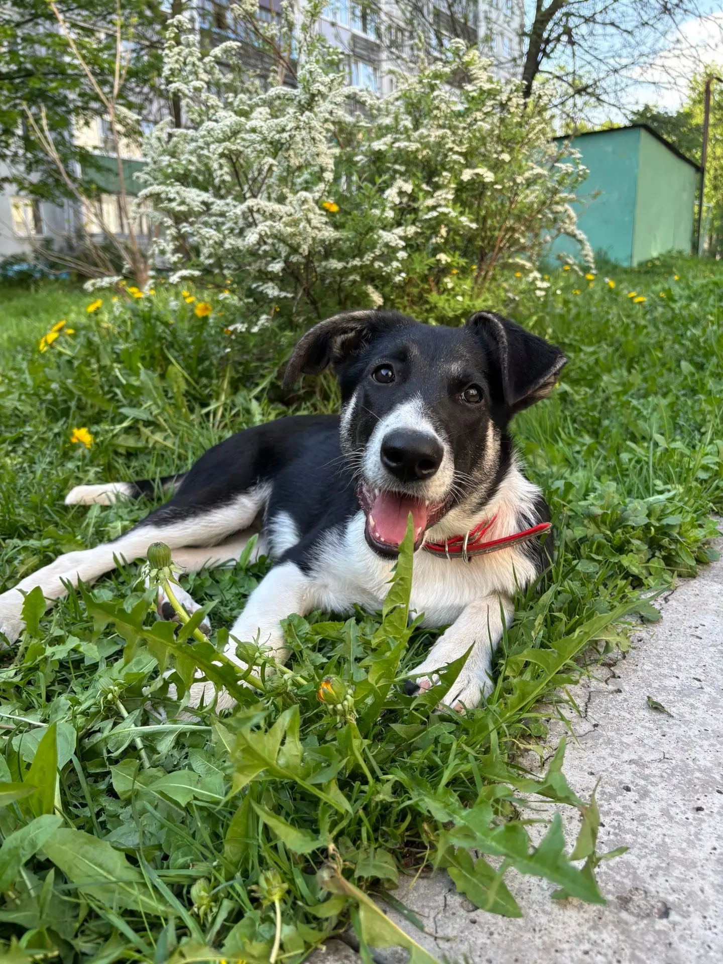 Коллаборация ЧГУ с приютом ЗооЩит: знакомим вас с собаками, которые ищут дом ✨  Очаровательная Ася с