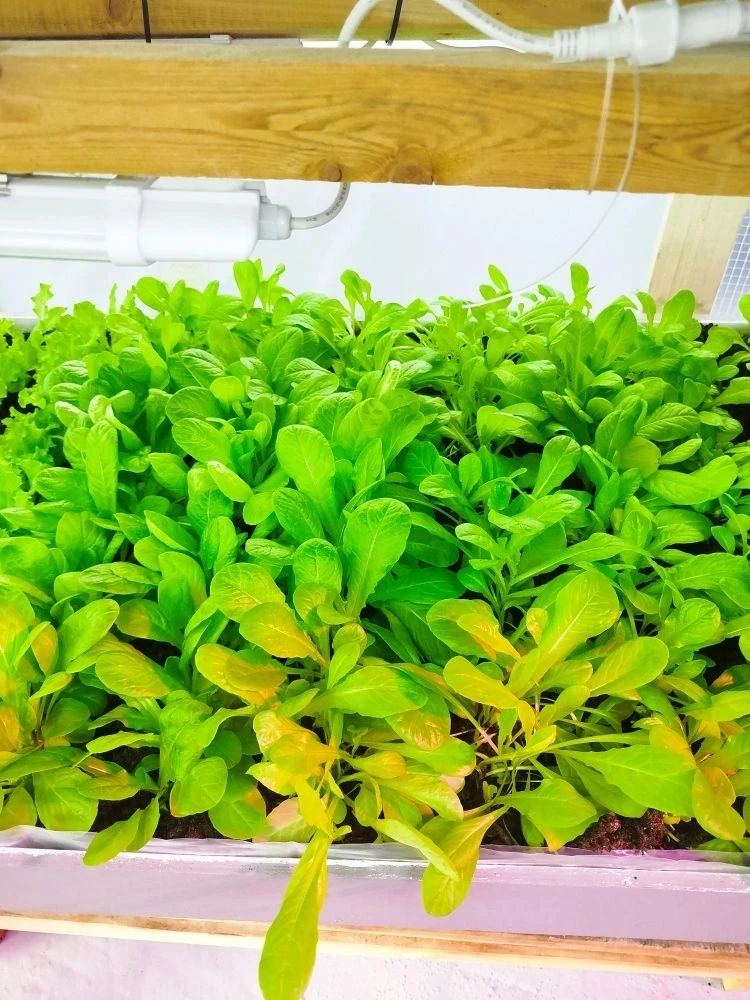 🥬 Свежие зеленые салаты из зимней теплицы СЮН — свежесть и польза во время зимы!🥬