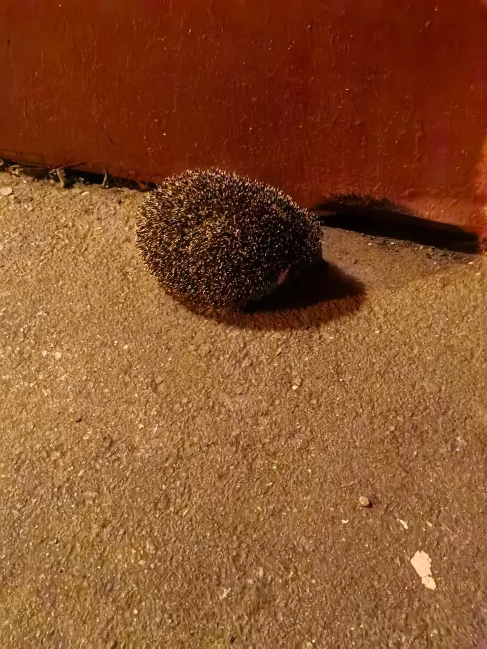 Неожиданный гость во дворе на Народного Ополчения 🐦