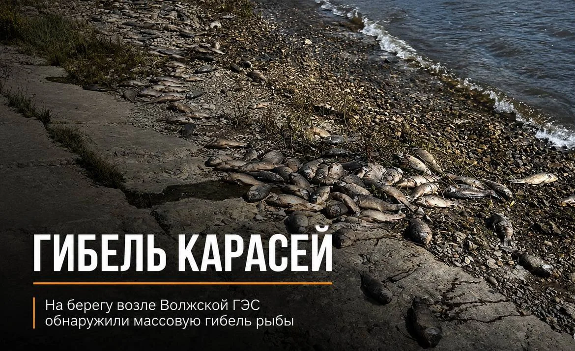 🐟 Сотни карасей на берегу