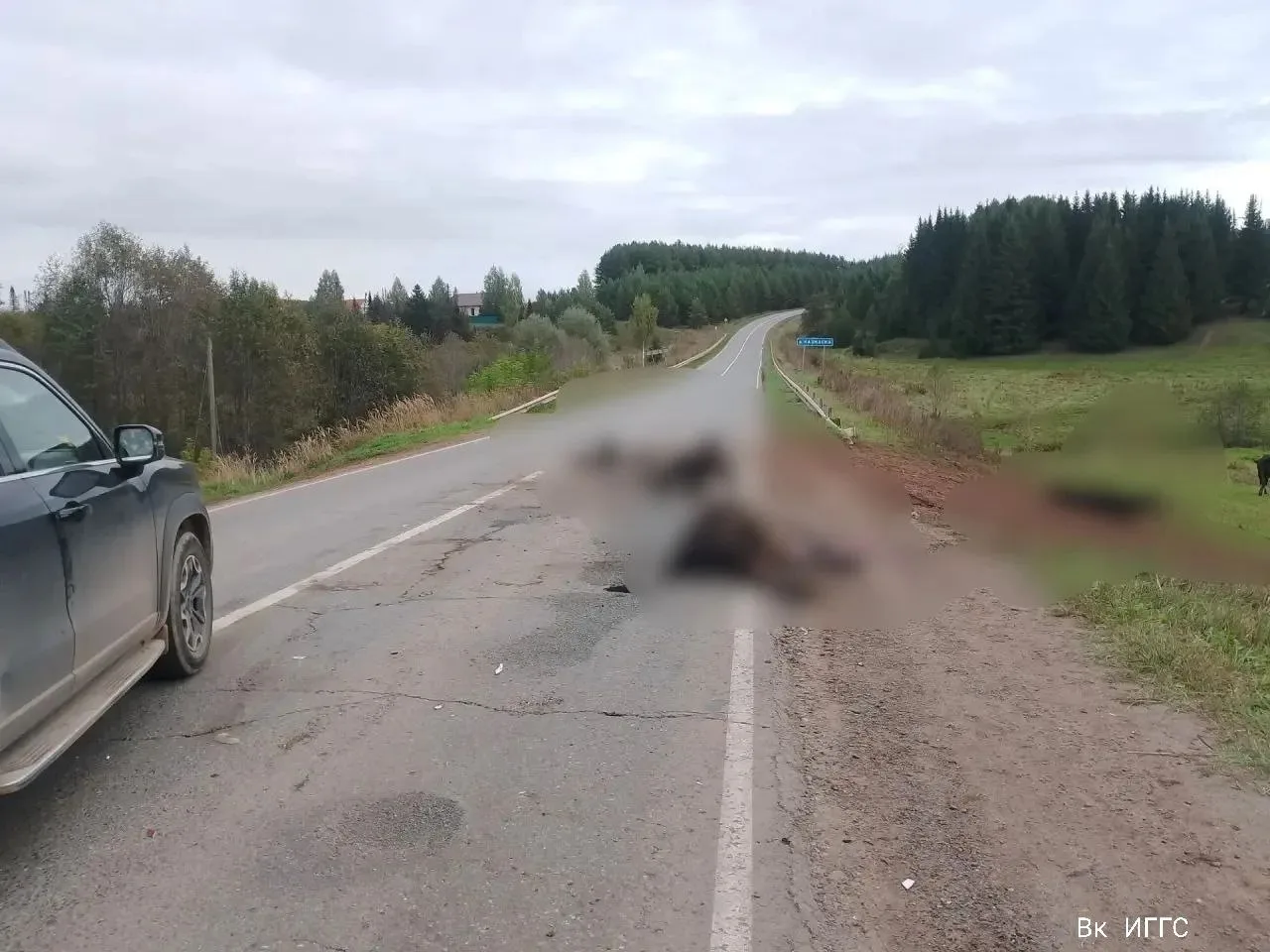 Грузовик сбил стадо коров на трассе Завьялово — Гольяны. ДТП произошло утром 14 сентябр...