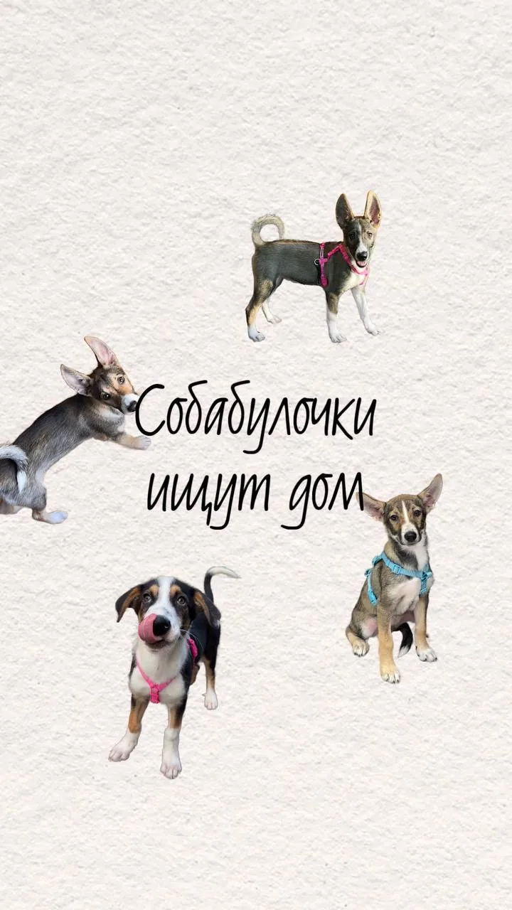 Щенки ищут дом