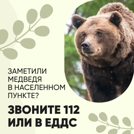 ❗ В связи с появлением медведей вблизи населённых пунктов жителям Ольхонского района ре...