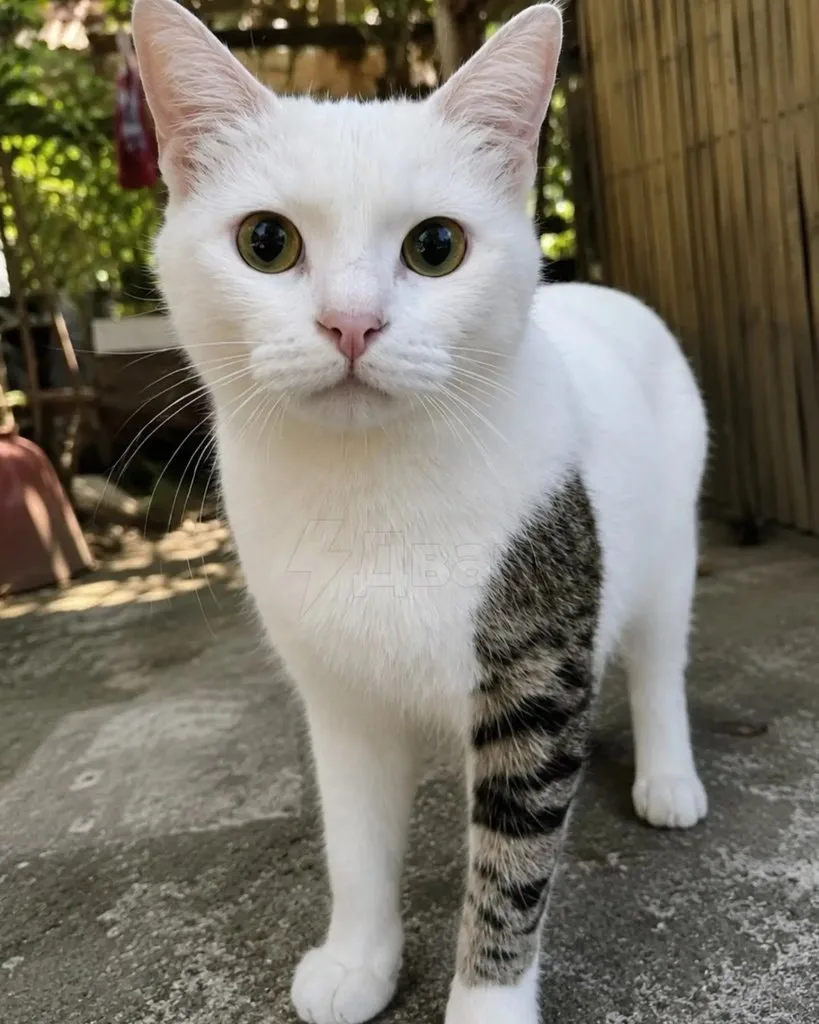 🐱Котик с природным «забитым» рукавом стал новой звездой соцсетей.