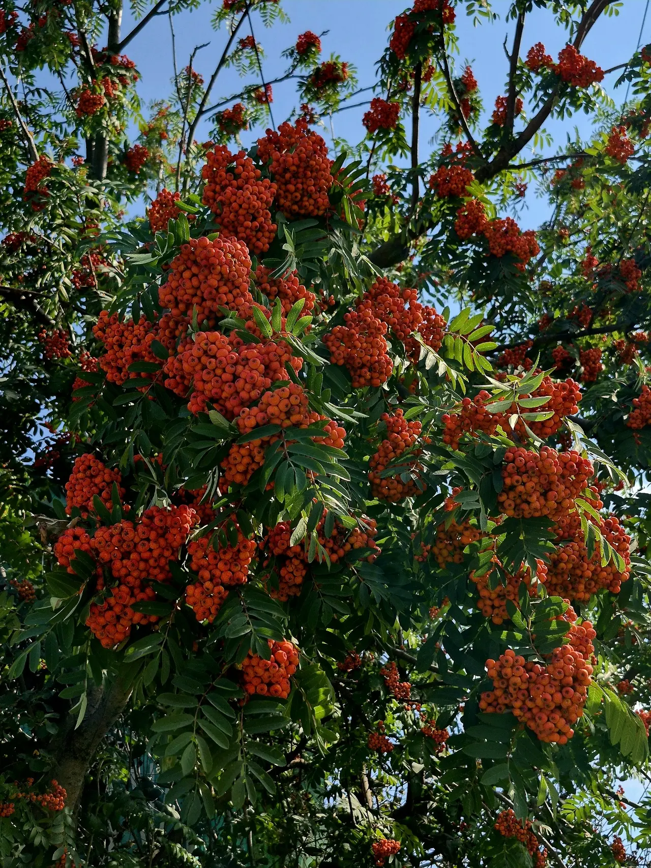 Было / Стало 🌳