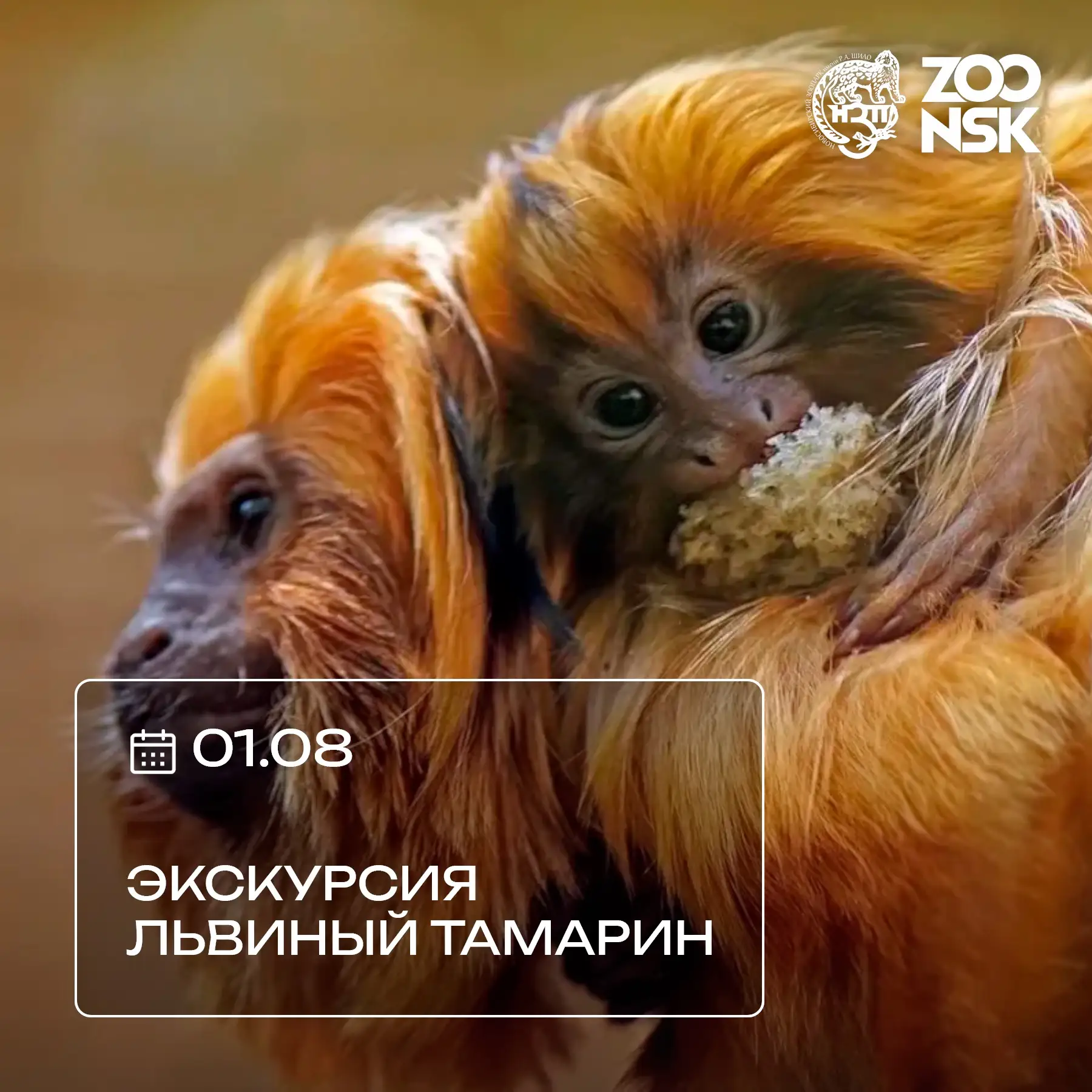 Дорогие друзья!  
Приглашаем вас на яркую встречу с удивительными обитателями тропиков — львиными та