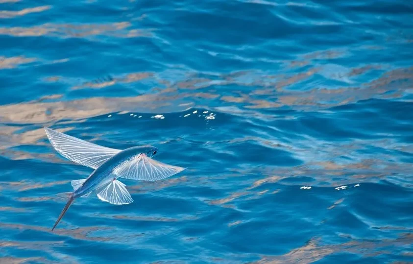 🐠 Летучая рыба