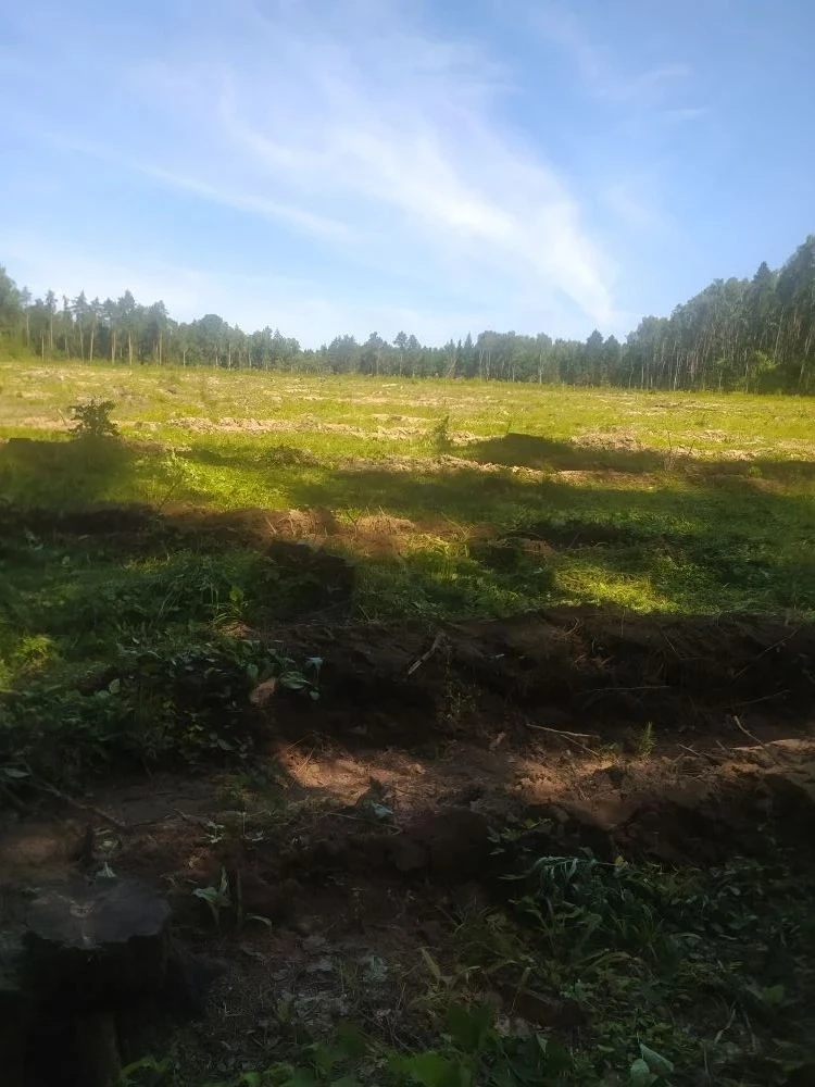 🌿 Заботимся о молодом лесе 🌿