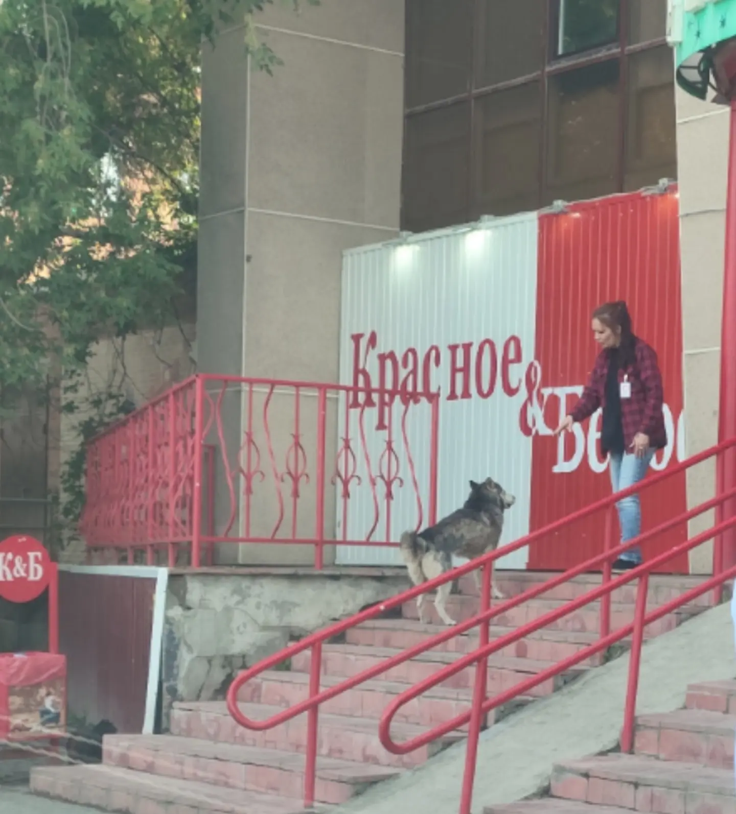 У магазина Красное и Белое в северном микрорайоне бегает собака очень очень худая. На в...