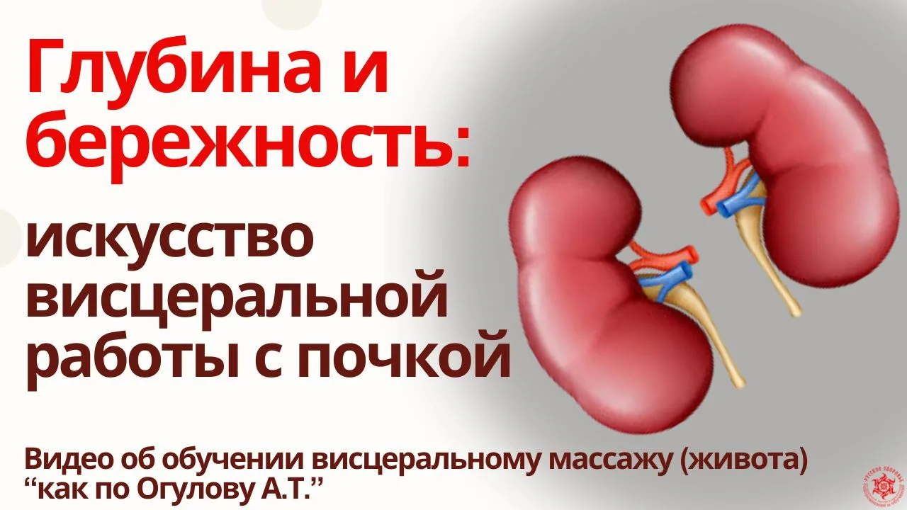 Глубина и бережность: искусство висцеральной работы с почкой . Видео об обучении висцер...