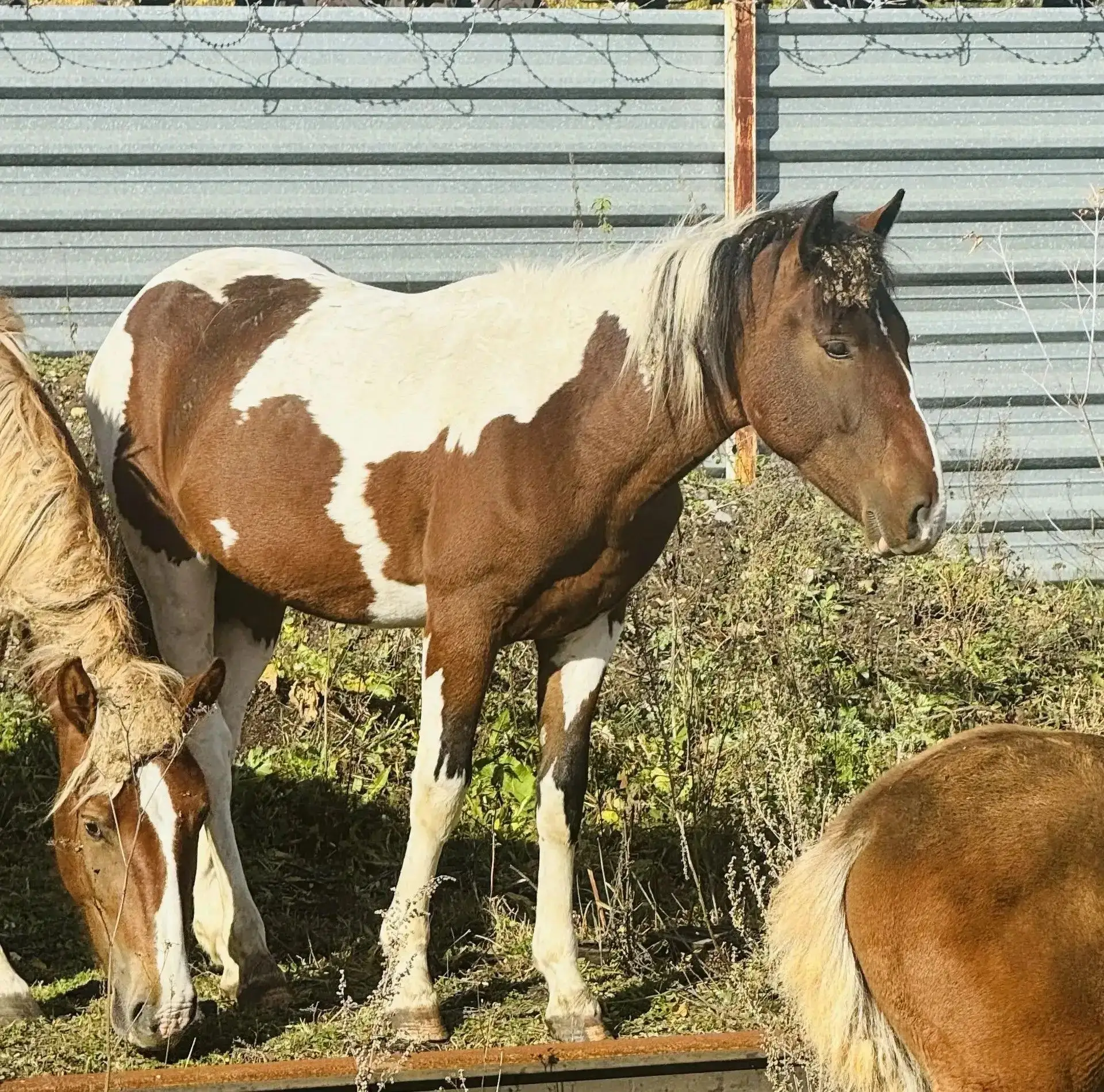 Продам жеребцов 1,2 и 1,3 года, цена каждого 85000р, торг. т. 8-913-934-89-59