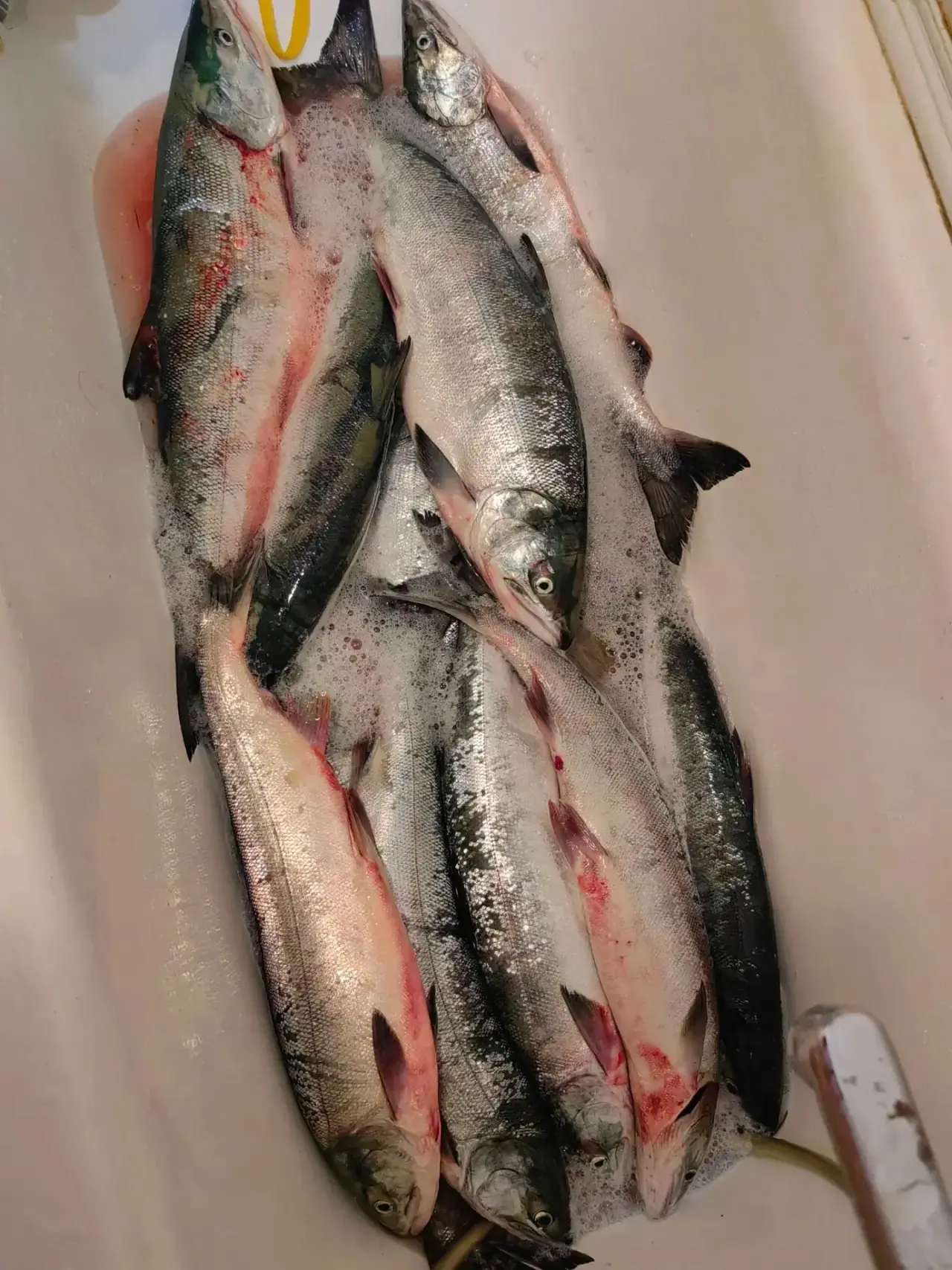 Продам кету, вечерний вылов, 17 шт. Рыба с Охотска, только с моря! Вся крупная, самцы, ...