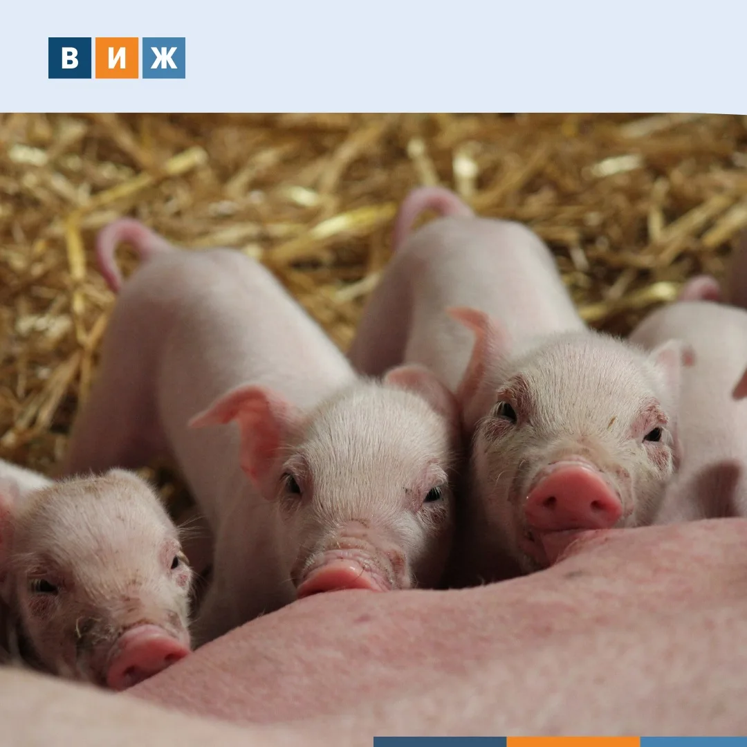 🐖Свиноматка молчит. Поросята — нет