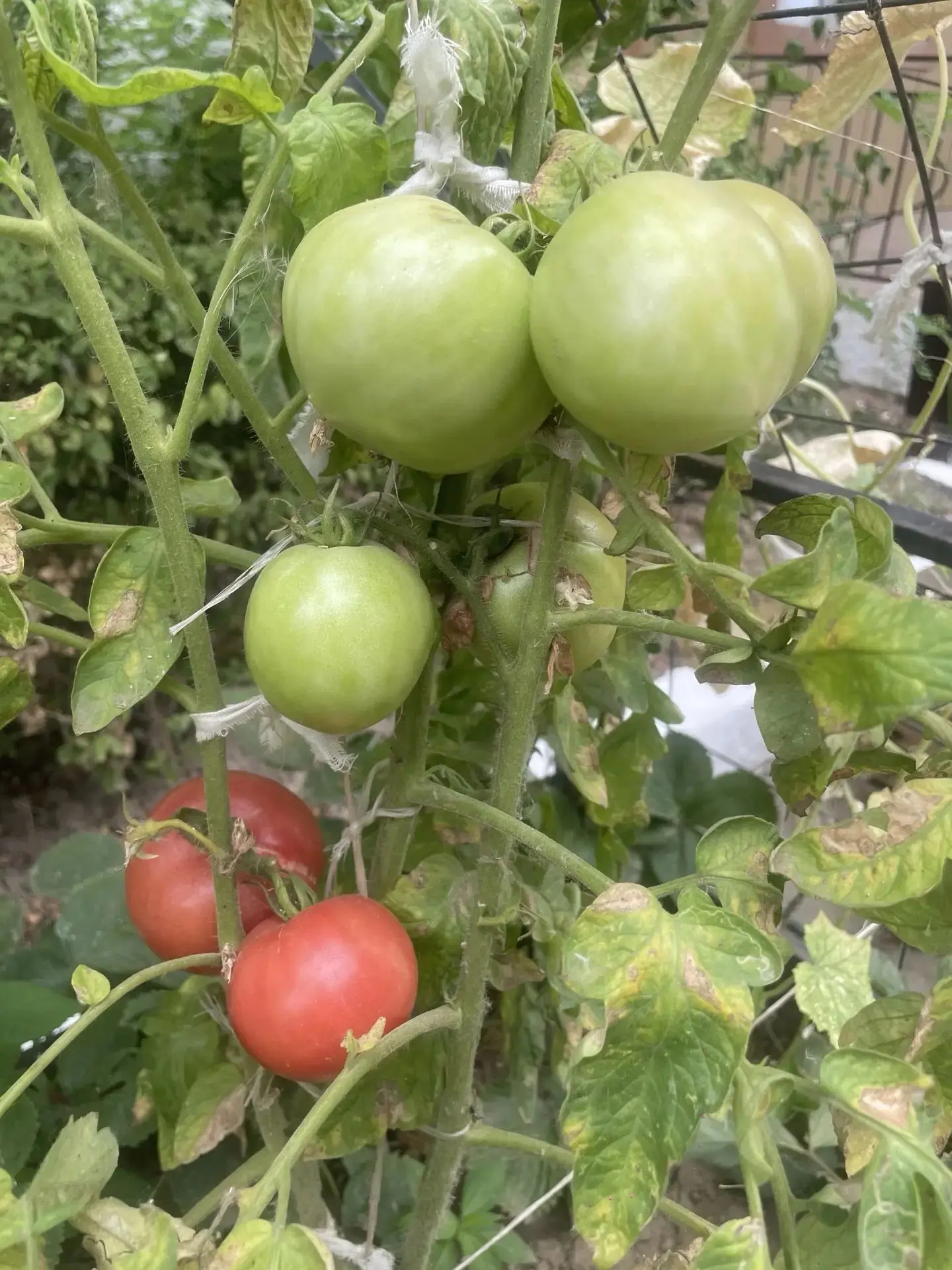 ☀️ Доброго летнего утра, друзья!

Делимся фотографиями урожая томатов 🍅 и перцев 🫑, выращенного ст