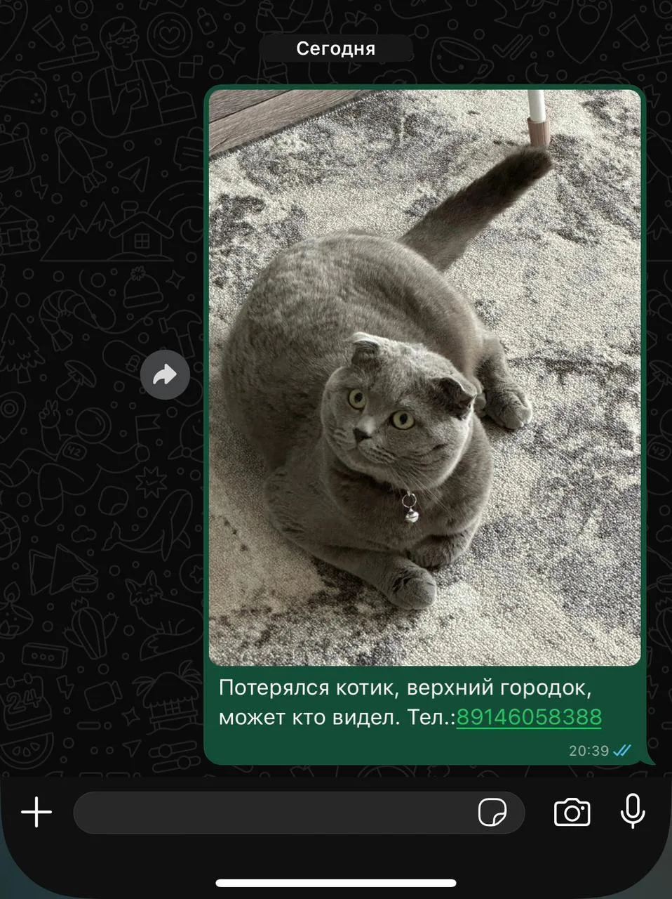 Потерялся котик, просят помощи , приглядитесь пожалуйста, вдруг видели 🙏